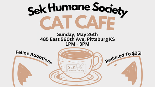 Cat Cafe At The SEK Humane Society